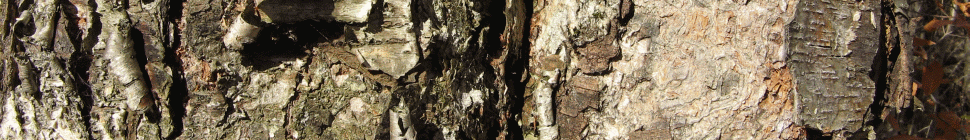 Adirondack Base Camp header image