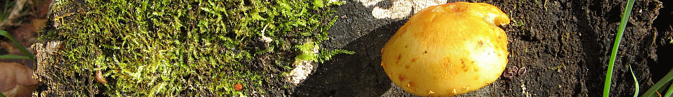 Adirondack Base Camp header image