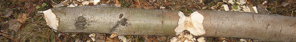 Adirondack Base Camp Adirondack Base Camp header image