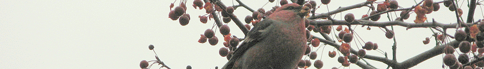 Adirondack Base Camp Adirondack Base Camp header image