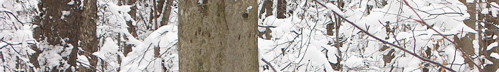 Adirondack Base Camp header image