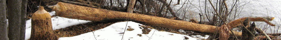 Adirondack Base Camp header image