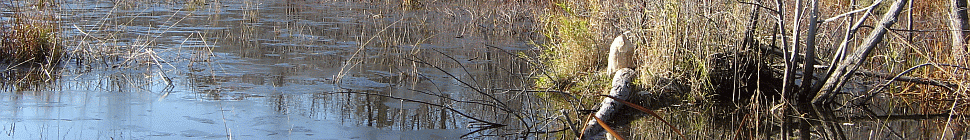Adirondack Base Camp header image