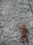 2009-08-09-090858 Climbing