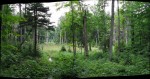 debar-trail2 Open Spot in the Forest