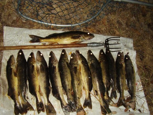14 Poached Walleye