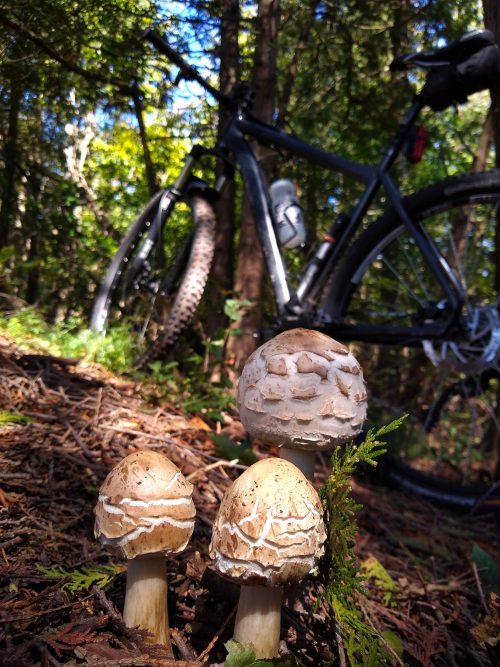Mushroom and Bike
