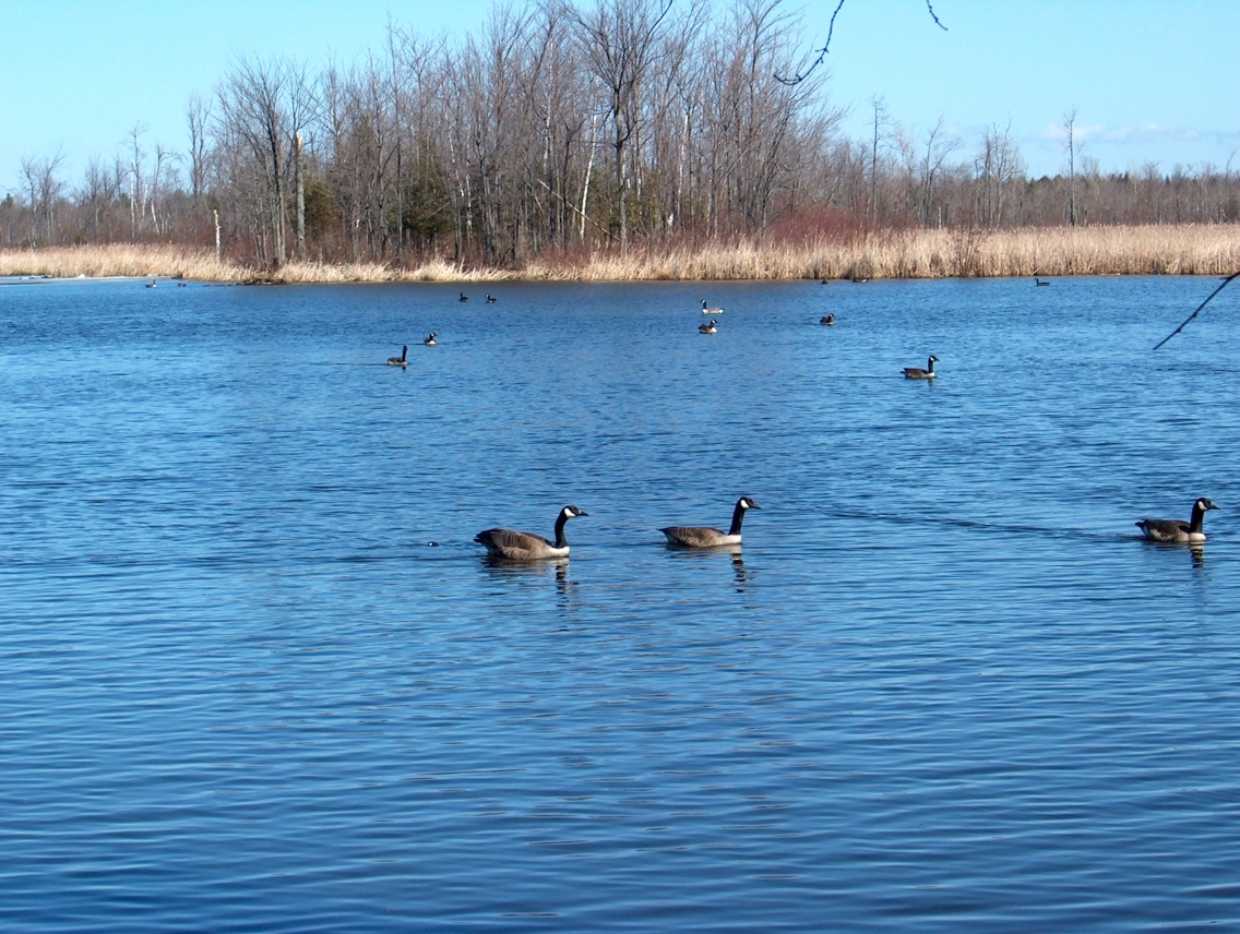 Canada Geese Group