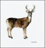 Adirondack White Tail Deer