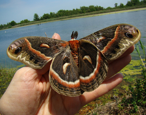 Hyalophora cecropia (Robin Moth)