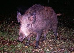 Feral Swine