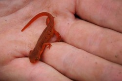 Spotted Newt - Red Eft
