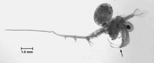 Spiny Water Flea (Bythotrephes longimanus)