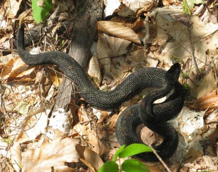 Timber Rattlesnake - Black Phase